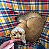 kitten, cat, animal, pet, plaid, fabric, hand, finger, denim, cute, curled_up, fur, whiskers, small, resting, indoors, colorful, cozy, touch, young