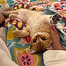 Cinnamon joined the competition — help win amazing prizes! cat, orange_tabby, paw, bed, blanket, colorful, floral_pattern, hand, petting, cute, cozy, indoor, feline, fur, relaxed, wide_eyes, playful, comfort, resting, closeup