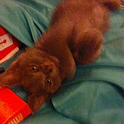 Chalky joined the competition — help win amazing prizes! kitten, cat, gray_cat, blue_blanket, playing, lying_down, curious, household_items, red_container, remote_control, indoor, pet, furry, animal, cute, young_cat, soft_texture, domestic, cozy, resting