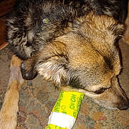 Annie is registered to the contest to win money with this photo: dog, bandage, paw, carpet, indoor, pet, closeup, brown, fur, injury, animal, canine, resting, domestic, floor, leg, cute, companion, healing, injured