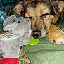 Annie is registered to the contest to win money with this photo: dog, sleeping, cushion, plush_toy, elephant, indoor, resting, paw, fur, closeup, comfort, pet, animal, cozy, napping, toy, fabric, green, red, gray