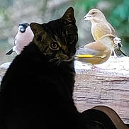 Burman is registered to the contest to win money with this photo: cat, bird, animal, curious, perched, wood, nature, outdoor, wildlife, feline, feather, window, domestic, mammal, beak, eye, head, animal_face, closeup, background_blur