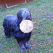 Sitavakado a rejoint le concours — aidez-le/la à gagner de superbes lots ! animal, canine, cute, daytime, dog, field, friendly, fur, grass, greenery, long_hair, mammal, nature, outdoor, pet, play, soccer_ball, sport, toy, walking