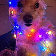 Mia Carlos The First is registered to the contest to win money with this photo: dog, white, fluffy, fairy_lights, colorful_lights, glowing, indoors, closeup, pet, cute, festive, decorative_lights, fur, animal, bright_colors, purple_lights, yellow_lights, blue_lights, pink_lights, curious