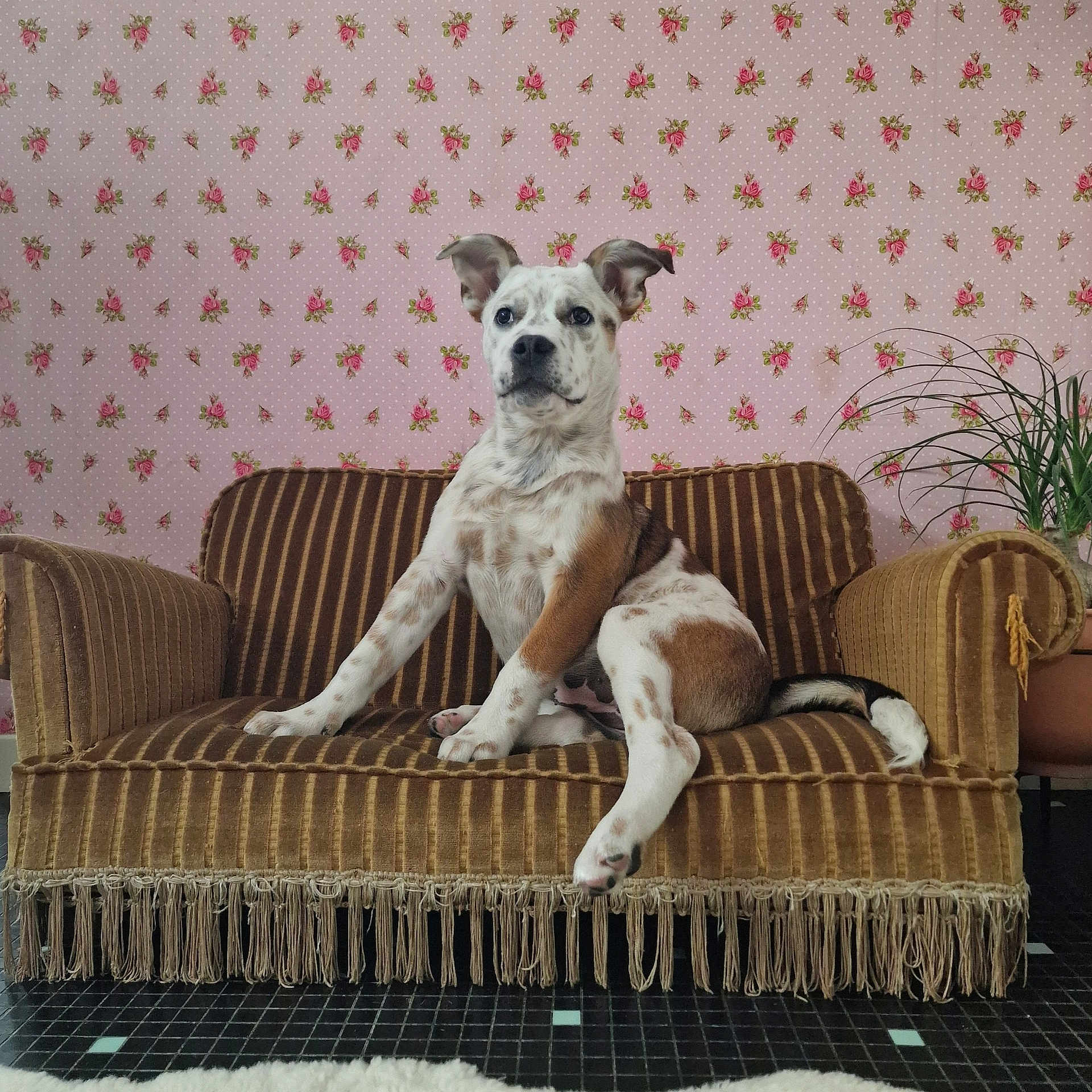 Rosa
