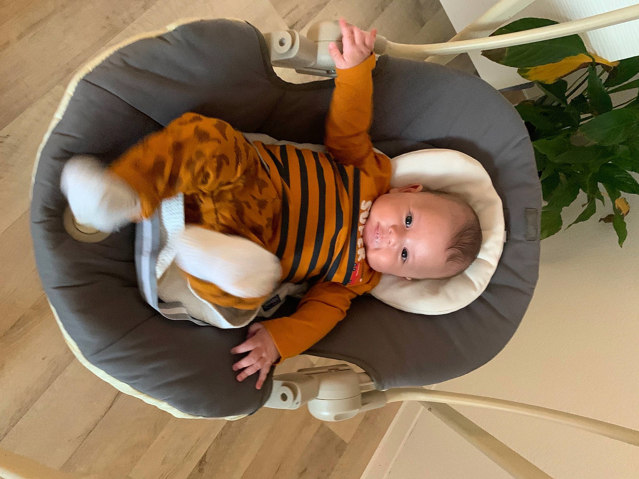 Imrân a rejoint le concours — aidez-le/la à gagner de superbes lots ! baby, baby_products, baby_toddler_clothing, child, comfort, flooring, flowerpot, happy, hardwood, hat, houseplant, person, plant, room, sitting, smile, sock, toddler, tree, wood