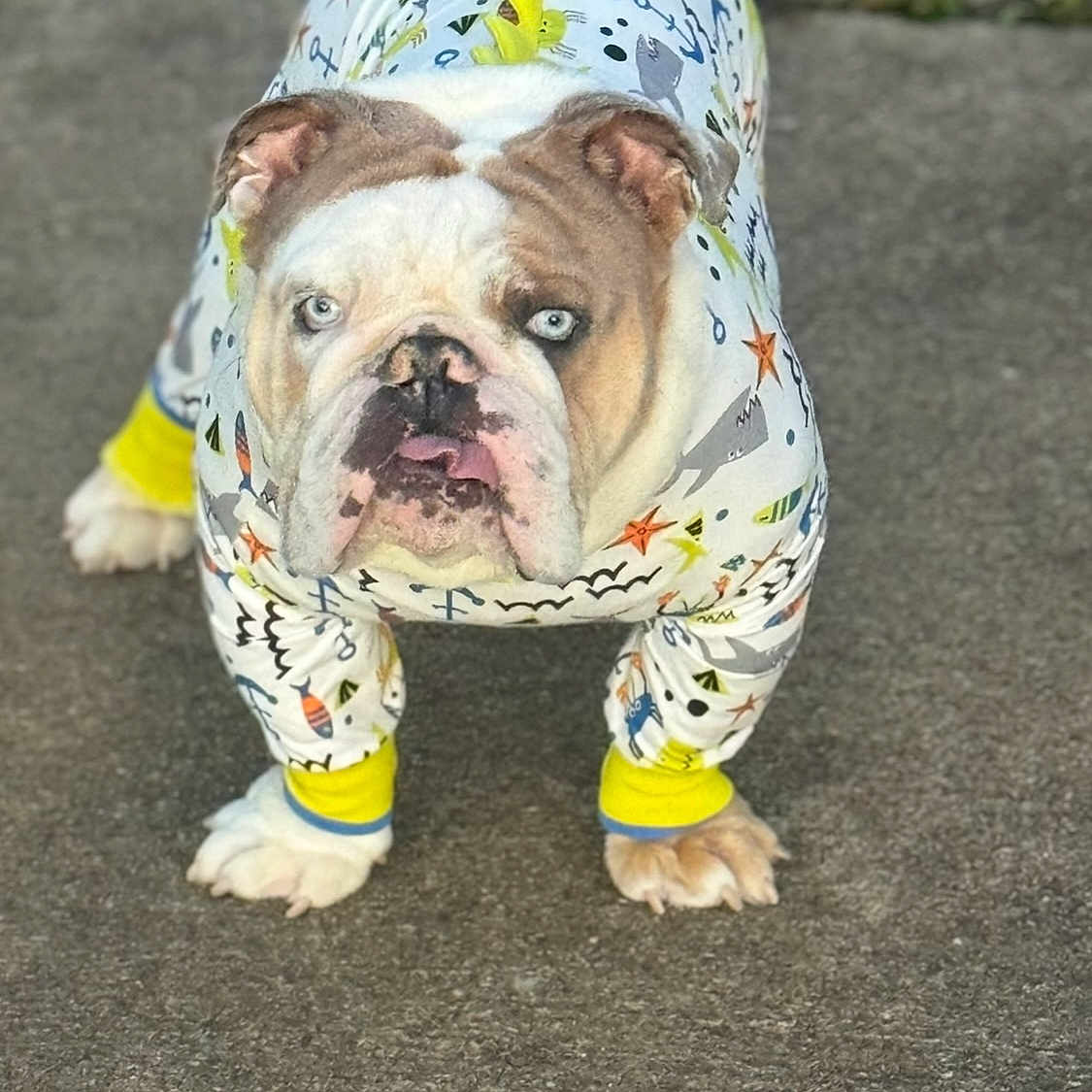 Buddy The Bulldog joined the competition — help win amazing prizes! animal, boxer, bulldog, canine, crawling, dog, frenchbulldog, person, pet, pitbull, puppy, whitedog