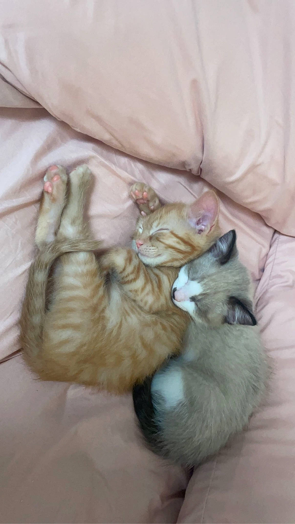 Toby joined the competition — help win amazing prizes! bed, carnivore, cat, claw, comfort, domestic_short_haired_cat, fawn, felidae, fur, linens, paw, siamese, small_to_medium_sized_cats, tail, thai, whiskers