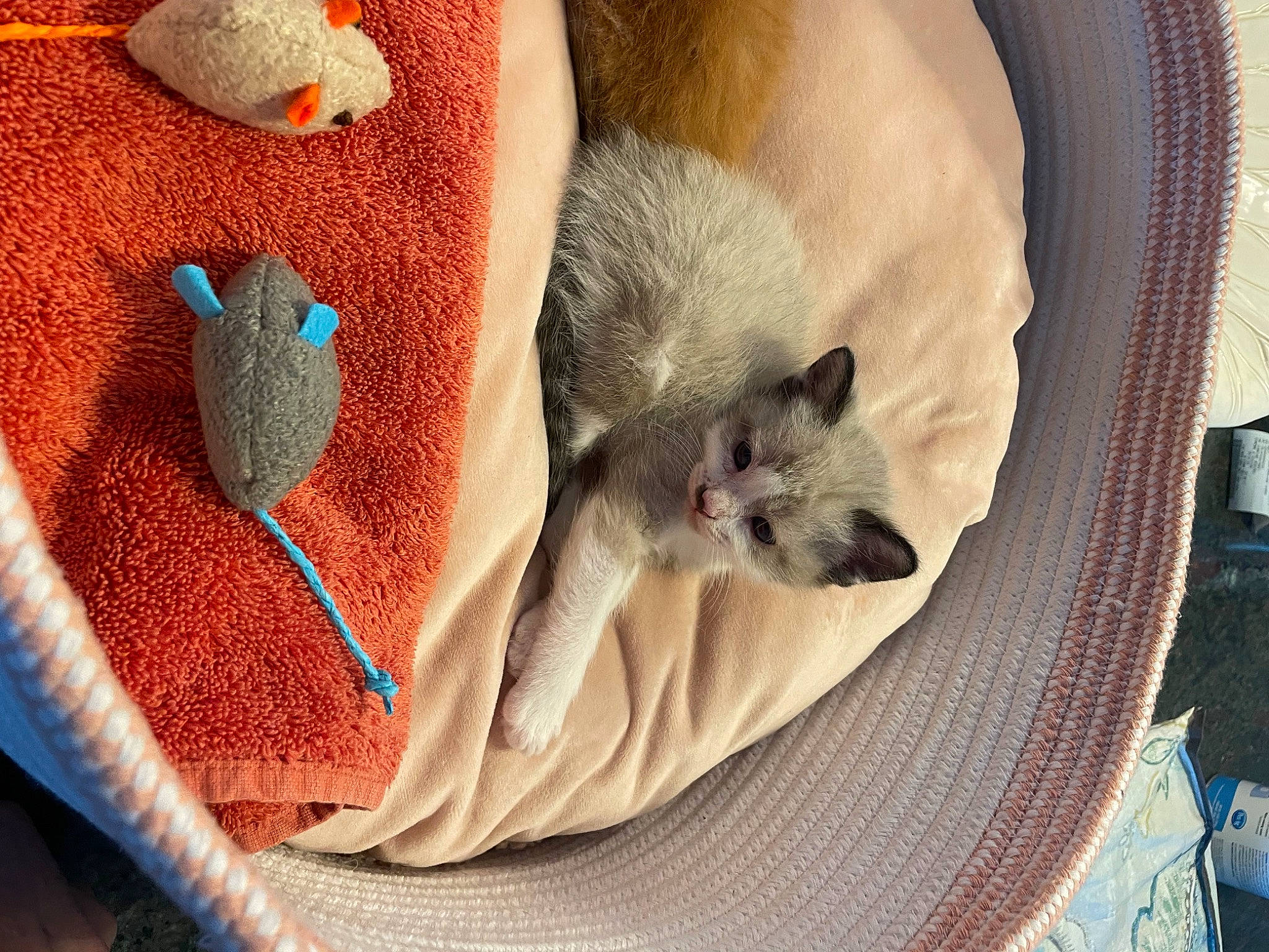 Toby joined the competition — help win amazing prizes! carnivore, cat, cat_bed, cat_supply, comfort, domestic_short_haired_cat, fawn, felidae, fur, grey, linens, mammal, nap, paw, small_to_medium_sized_cats, tail, whiskers, wool, woolen, woven_fabric