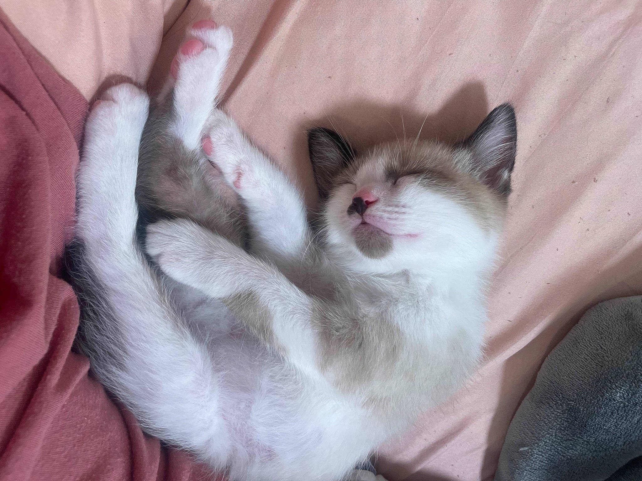 Toby is registered to the contest to win money with this photo: carnivore, cat, claw, comfort, domestic_short_haired_cat, felidae, fur, paw, small_to_medium_sized_cats, tail, whiskers