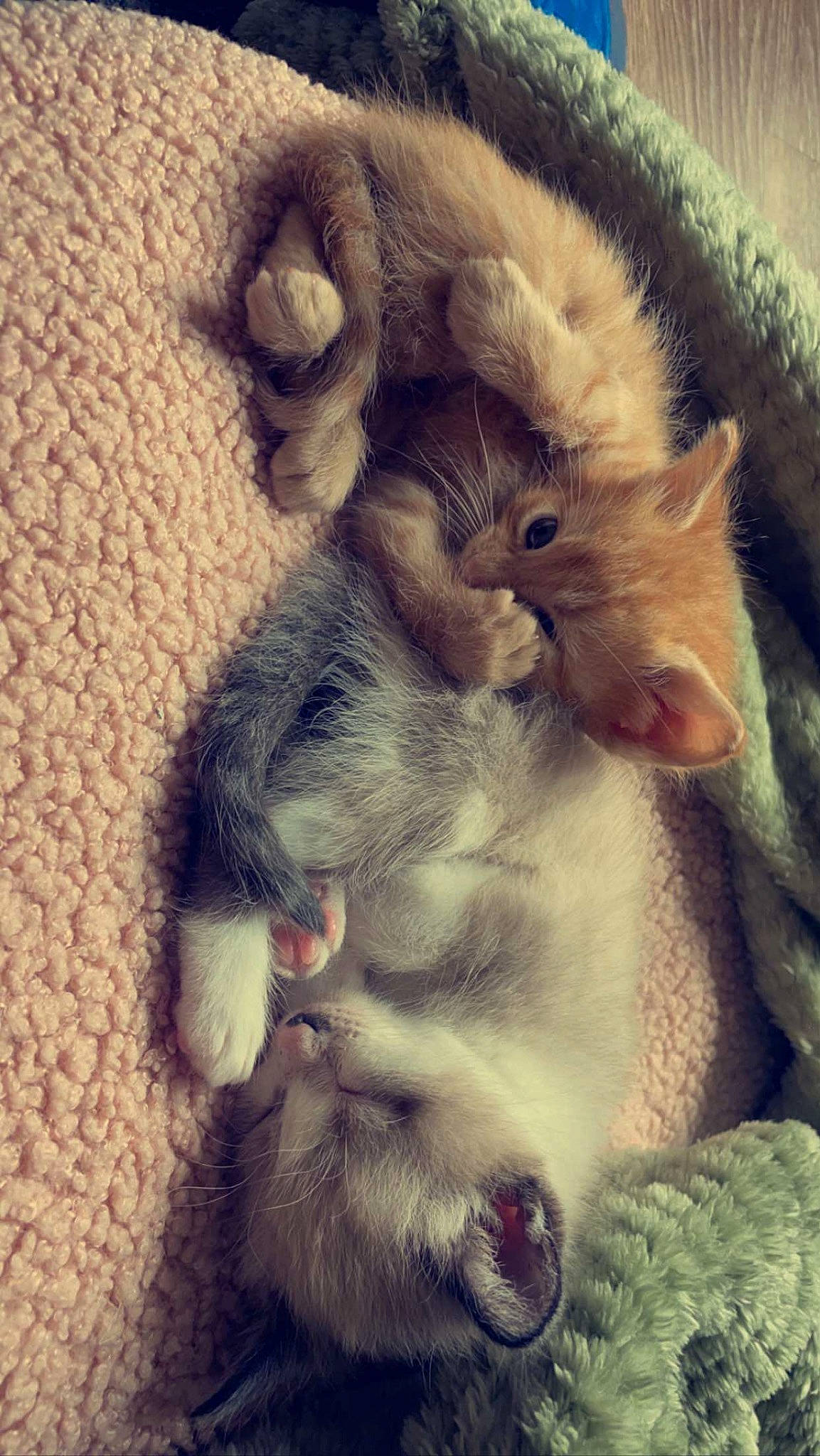 Toby joined the competition — help win amazing prizes! carnivore, cat, claw, comfort, domestic_short_haired_cat, ear, fawn, felidae, fur, mammal, meteorological_phenomenon, nap, nose, paw, photo_caption, small_to_medium_sized_cats, snout, tail, vertebrate, whiskers