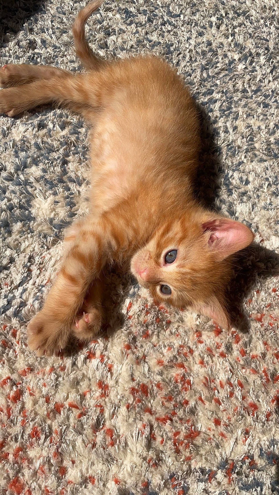 Joey is registered to the contest to win money with this photo: carnivore, cat, claw, comfort, domestic_short_haired_cat, fawn, felidae, foot, fur, human_leg, laperm, paw, small_to_medium_sized_cats, tail, terrestrial_animal, whiskers