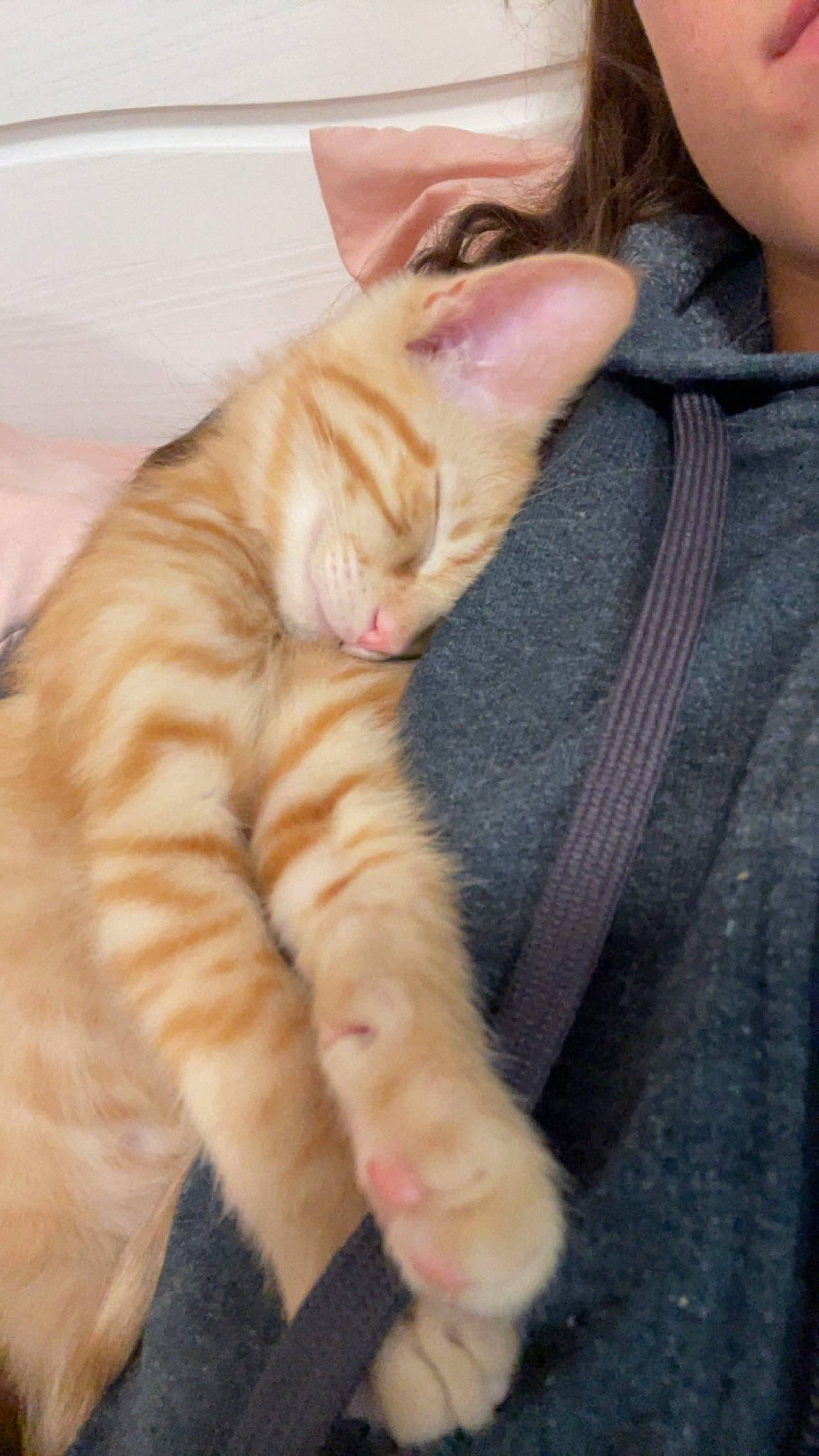 Joey joined the competition — help win amazing prizes! carnivore, cat, claw, comfort, domestic_short_haired_cat, fawn, felidae, foot, fur, gesture, nail, paw, peach, small_to_medium_sized_cats, snout, tail, thumb, whiskers