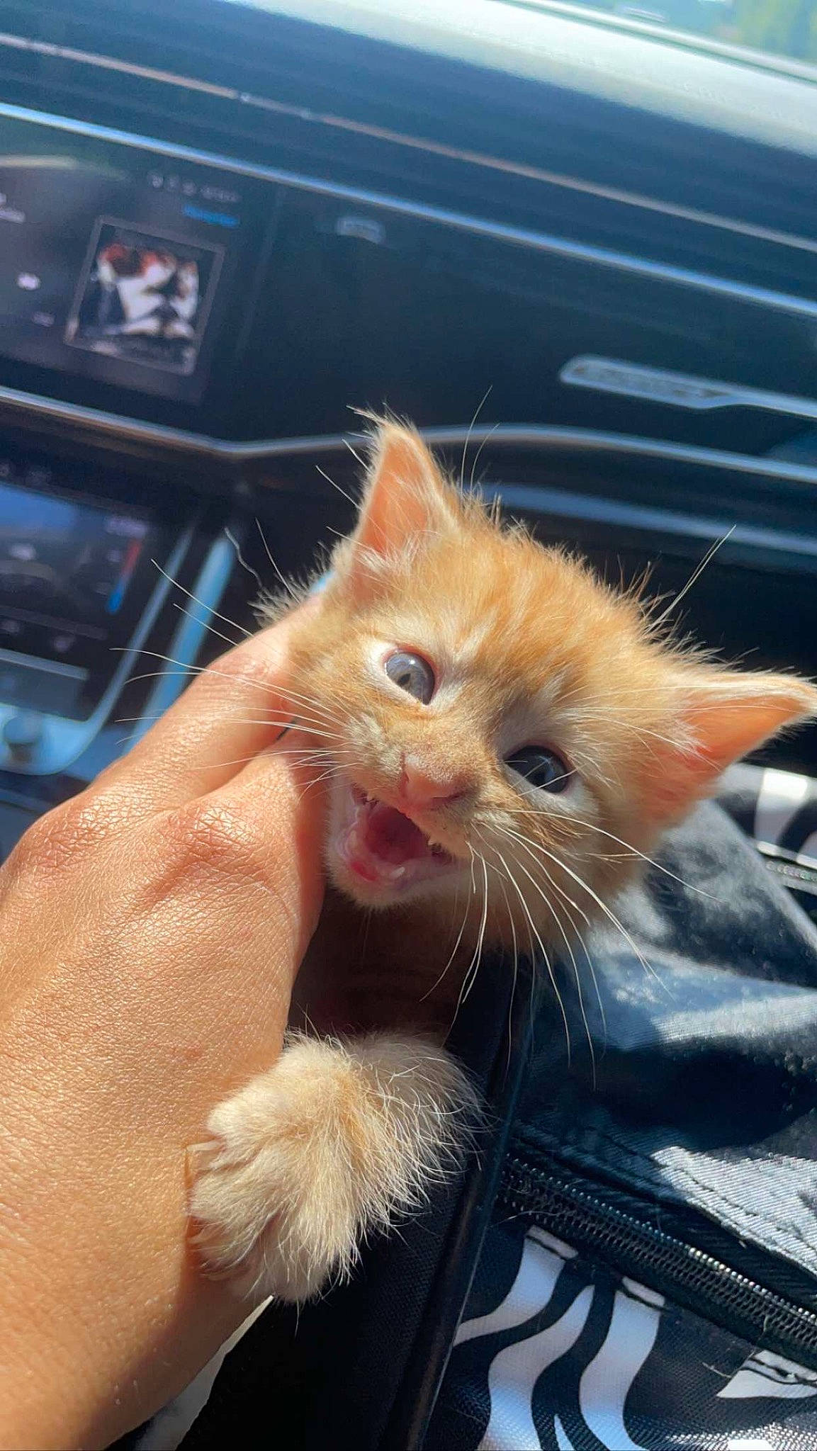 Joey joined the competition — help win amazing prizes! carnivore, cat, claw, comfort, domestic_short_haired_cat, electric_blue, fawn, felidae, fur, gesture, human_leg, nail, paw, small_to_medium_sized_cats, snout, tail, thumb, whiskers