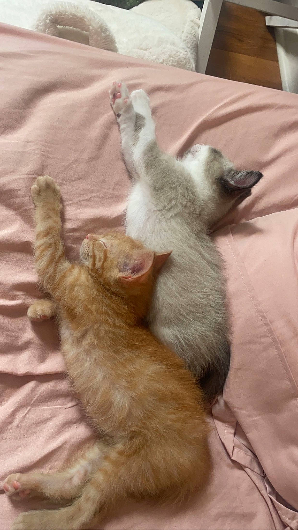 Joey joined the competition — help win amazing prizes! carnivore, cat, claw, comfort, domestic_short_haired_cat, fawn, felidae, fur, gesture, nap, paw, small_to_medium_sized_cats, tail, terrestrial_animal, whiskers