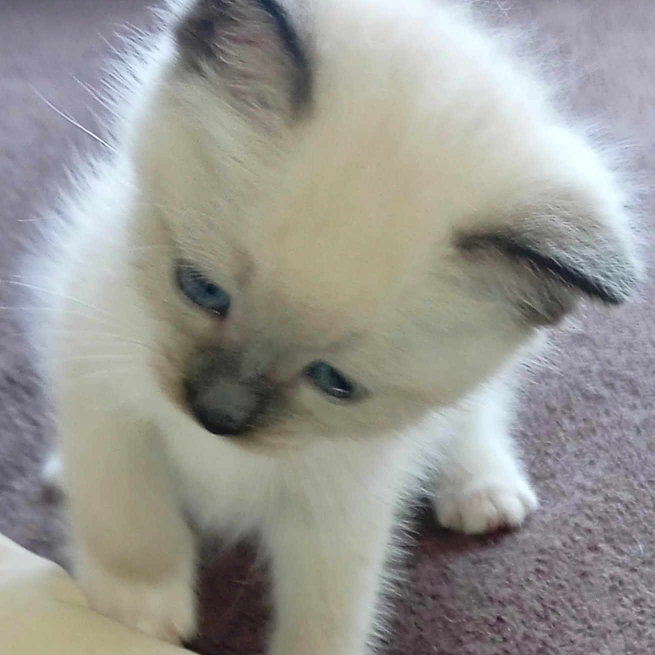 Aya participe au concours pour gagner de l'argent avec cette photo : adorable, animal, blue_eyes, cat, closeup, curious, cute, domestic_animal, ears, feline, fur, indoor, kitten, paws, pet, playful, small, soft_texture, white_fur, young