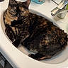 Caline participe au concours pour gagner de l'argent avec cette photo : cat, tortoiseshell_cat, sink, bathroom, faucet, toiletry_bag, blue, relaxed, pet, animal, domestic_animal, fur, whiskers, indoor, cute, resting, curious, household, countertop, mirror