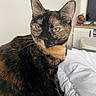 cat, tortoiseshell, pet, indoor, bed, white_bedspread, feline, animal, fur, ears, whiskers, eyes, looking_away, cozy, room, television, figurine, furniture, resting, portrait
