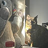cat, tortoiseshell_cat, stuffed_animal, elephant_toy, sunlight, shadow, indoor, paper, plastic_bottle, table, cozy, pet, feline, shadow_play, toy, animal, home, domestic, light, still_life