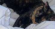 Caline a rejoint le concours — aidez-le/la à gagner de superbes lots ! cat, tortoiseshell_cat, sleeping, bed, white_bedding, comforter, indoor, pet, fur, relaxation, cozy, rest, animal, cute, domestic_cat, feline, soft, quiet, peaceful, nap