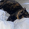 cat, tortoiseshell_cat, sleeping, bed, white_bedding, comforter, indoor, pet, fur, relaxation, cozy, rest, animal, cute, domestic_cat, feline, soft, quiet, peaceful, nap