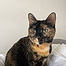 cat, tortoiseshell_cat, pet, animal, feline, whiskers, ears, fur, green_eyes, sitting, indoor, blanket, white, portrait, closeup, cute, domestic_cat, calm, soft_light, resting