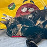 cat, tortoiseshell, sleeping, resting, pet, animal, fur, whiskers, m_and_ms, yellow, red_character, bag, background, soft_surface, close_up, indoor, cute, cozy, relaxed, domestic