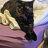 cat, tortoiseshell, bed, blanket, paws_crossed, purple_bedspread, indoor, feline, pet, resting, fur, whiskers, relaxed, animal, domestic, hand, toy, cozy, comfort, home