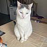 Simba a rejoint le concours — aidez-le/la à gagner de superbes lots ! cat, white_cat, gray_markings, green_eyes, table, tablecloth, indoor, staircase, cabinet, household_items, pet, domestic_animal, feline, sitting, contemplative, fur, ears, tail, quiet, home