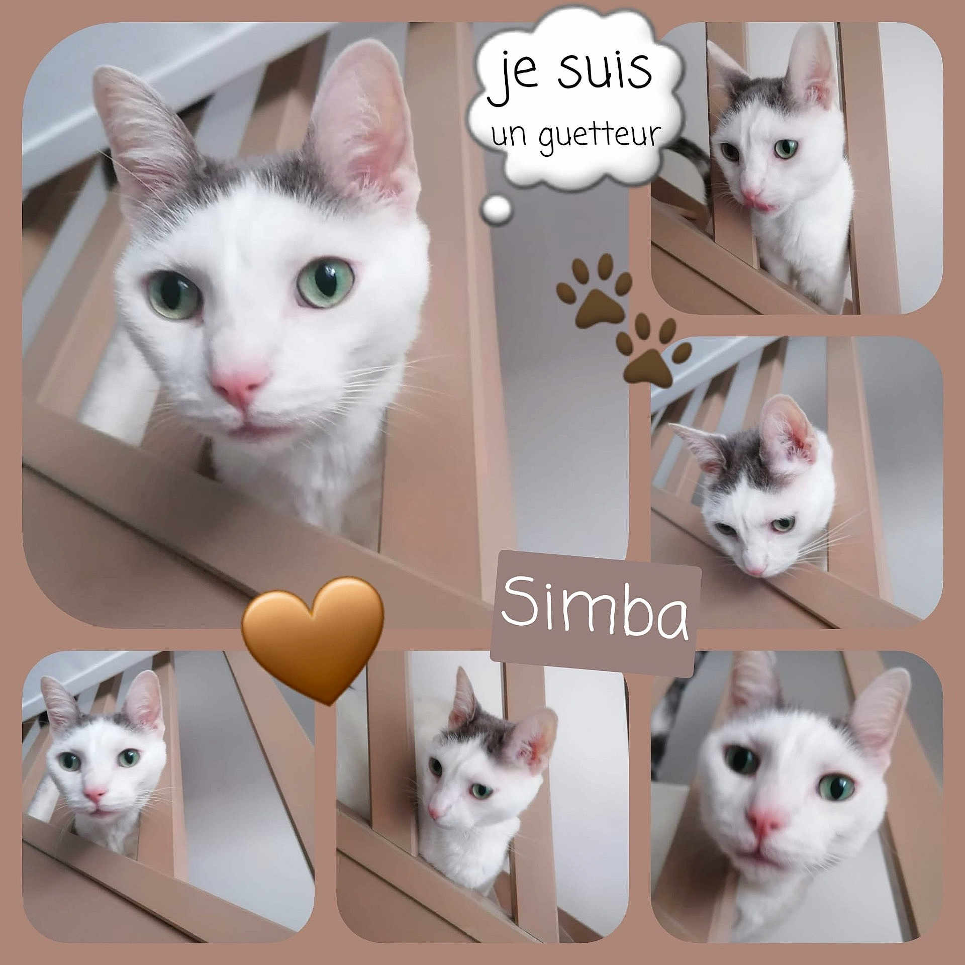 Simba