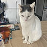 cat, white_cat, gray_markings, indoor, table, water_bottle, wooden_bowl, papers, household_items, feline, pet, domestic_animal, looking_down, sitting, fur, ears, whiskers, floor, wall, door