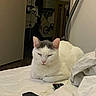Simba participe au concours pour gagner de l'argent avec cette photo : cat, white_cat, gray_patch, bed, remote_control, indoor, pet, resting, feline, household, blanket, quilt, relaxed, sleepy, domestic, cozy, room, furniture, laundry, quiet