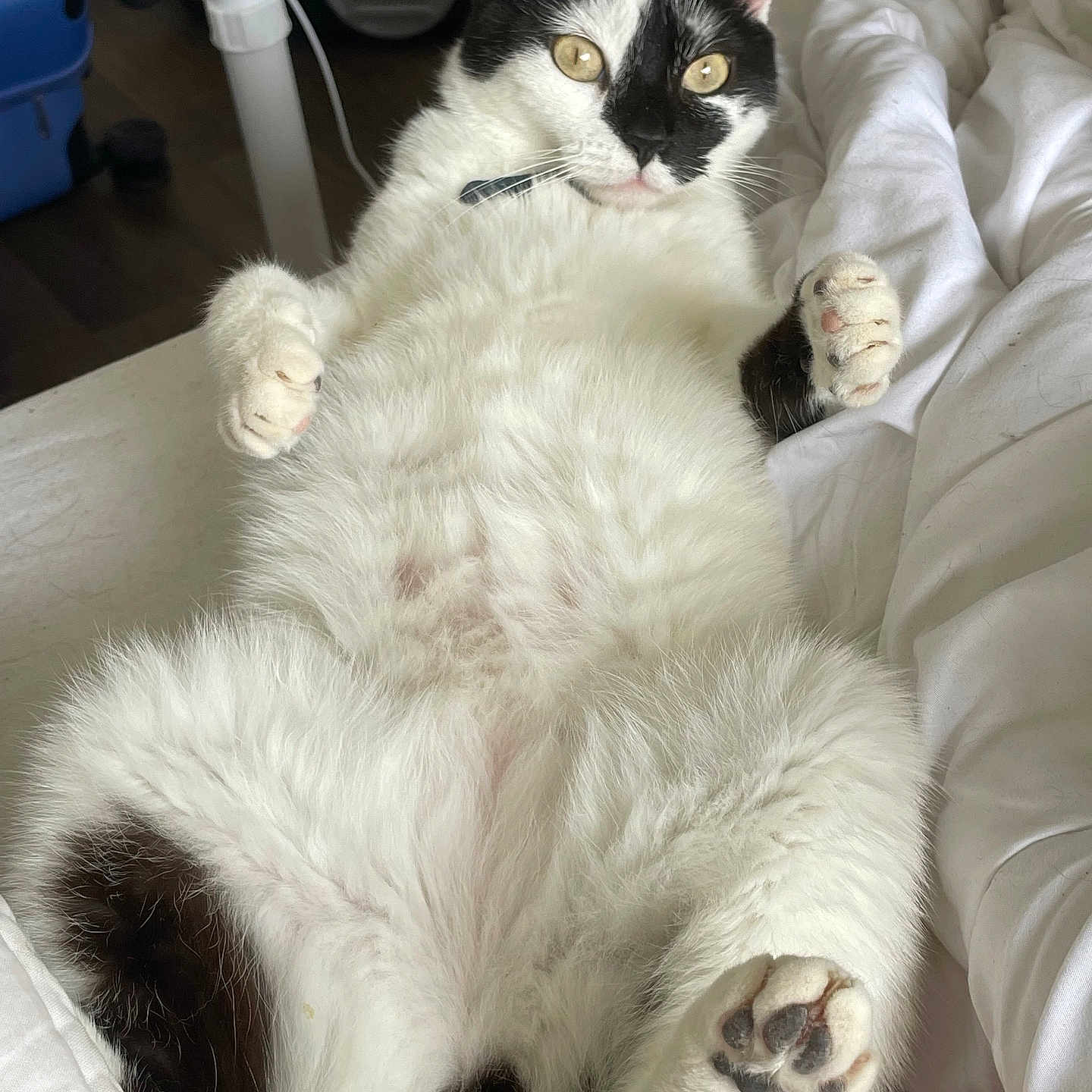 Stella