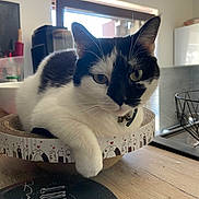 Stella participe au concours pour gagner de l'argent avec cette photo : cat, black_and_white, pet, indoor, feline, cardboard_scratch_pad, relaxed, window, kitchen, wooden_table, curious, whiskers, collar, domestic_animal, furniture, natural_light, cute, animal_portrait, resting, household