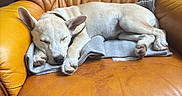 Yumi participe au concours pour gagner de l'argent avec cette photo : dog, sleeping, blanket, leather_chair, brown, pet, cozy, relaxed, indoors, fur, napping, resting, comfortable, canine, domestic_animal, mammal, closeup, quiet, calm, home
