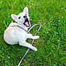Yumi participe au concours pour gagner de l'argent avec cette photo : dog, white_dog, leash, purple_collar, grass, greenery, flowers, outdoor, playful, pet, animal, canine, nature, summer, happy, mouth_open, grass_field, small_flowers, daylight, young_dog