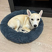 Yumi a rejoint le concours — aidez-le/la à gagner de superbes lots ! dog, pet_bed, wooden_floor, indoor, furniture, cardboard_box, light_tan, canine, resting, bed, fur, ears, collar, domestic_animal, animal, cute, comfort, relaxed, looking_at_camera, calm