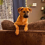 Jax joined the competition — help win amazing prizes! dog, puppy, couch, living_room, curtain, patterned_curtain, string_lights, shelf, teddy_bear, wall_decor, plant, cozy, indoor, upholstery, brown_fur, paws, portrait, pet, furniture, curious