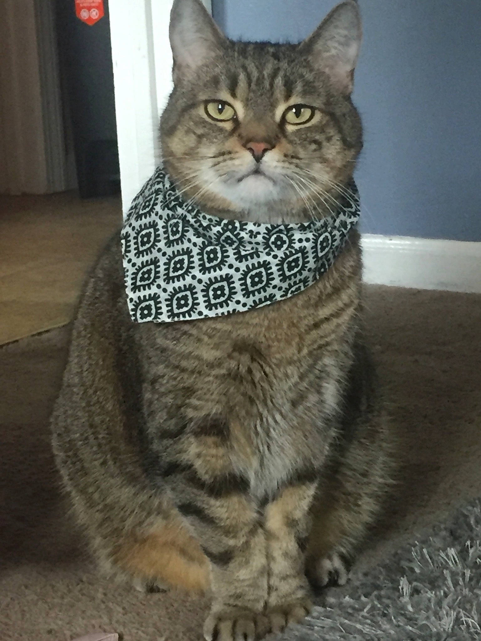 Gizmo is registered to the contest to win money with this photo: american_shorthair, american_wirehair, asian, australian_mist, british_semi_longhair, california_spangled, carnivore, cat, domestic_short_haired_cat, dragon_li, egyptian_mau, european_shorthair, felidae, mammal, pixie_bob, small_to_medium_sized_cats, snout, tabby_cat, vertebrate, whiskers