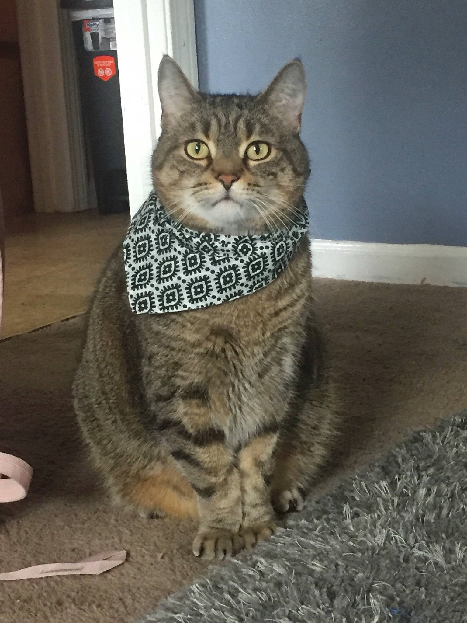 Gizmo joined the competition — help win amazing prizes! aegean_cat, american_shorthair, american_wirehair, asian, australian_mist, california_spangled, carnivore, cat, domestic_short_haired_cat, dragon_li, european_shorthair, felidae, mammal, pixie_bob, small_to_medium_sized_cats, snout, tabby_cat, vertebrate, whiskers, wild_cat