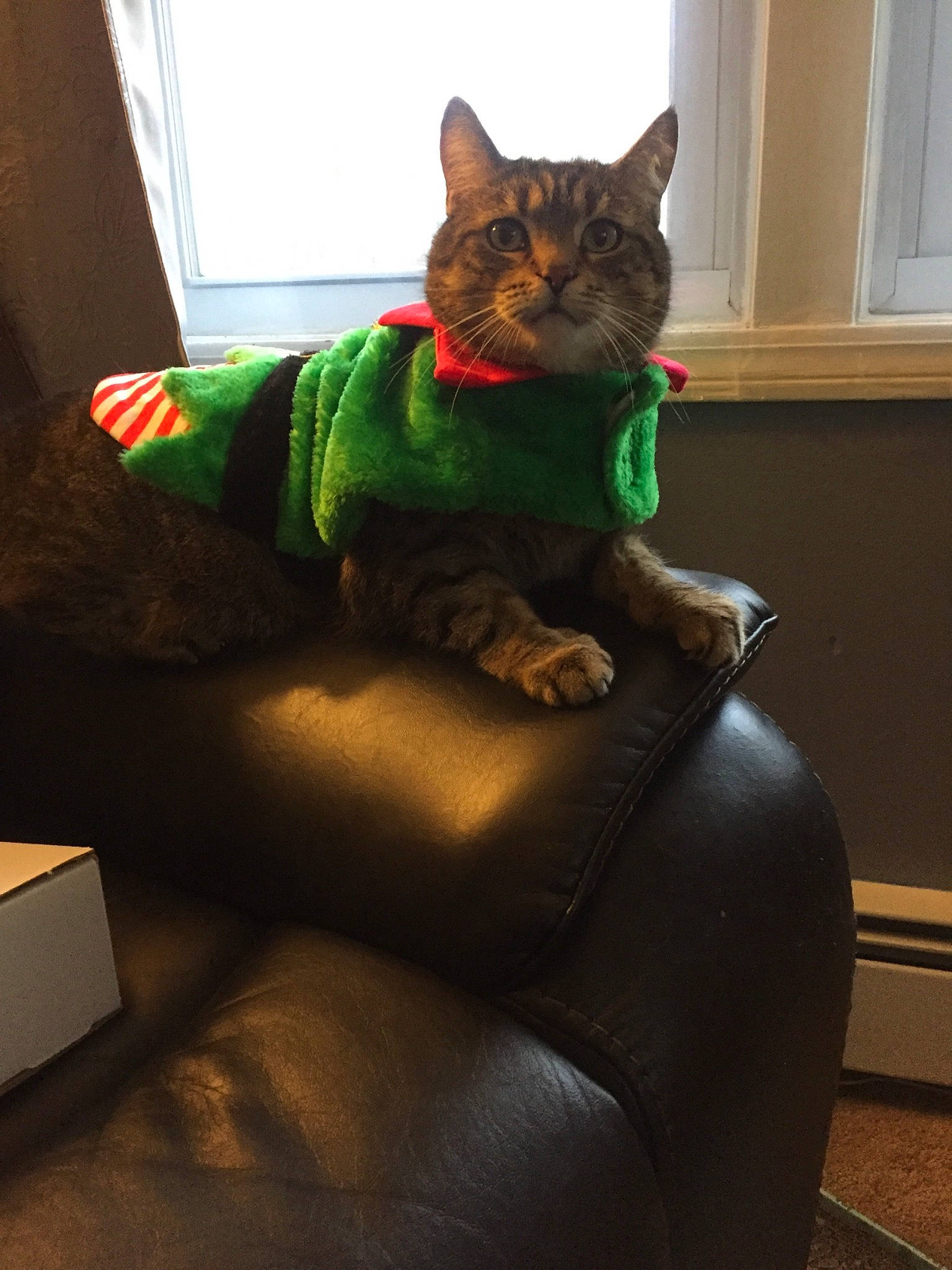 Gizmo is registered to the contest to win money with this photo: asian, carnivore, cat, chair, comfort, couch, domestic_short_haired_cat, european_shorthair, felidae, fur, furniture, green, kitten, leg, sitting, small_to_medium_sized_cats, tabby_cat, tail, whiskers