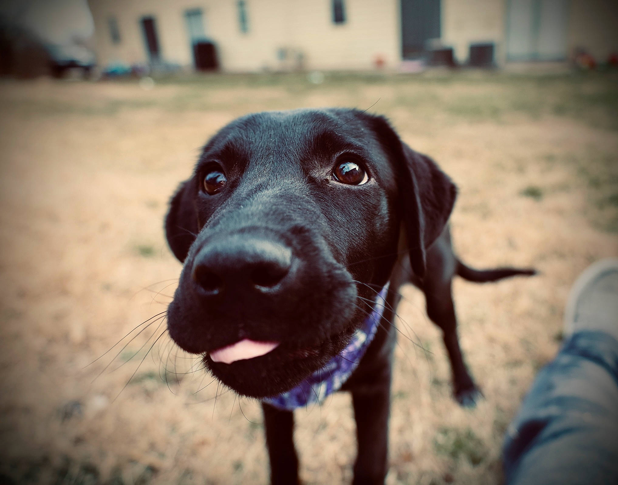 Bailey joined the competition — help win amazing prizes! borador, carnivore, cloud, companion_dog, dog, dog_breed, dog_collar, electric_blue, eye, fawn, liver, mammal, plant, sky, snout, sporting_group, tints_and_shades, vertebrate, whiskers, working_animal