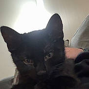 Sammy joined the competition — help win amazing prizes! cat, kitten, black_cat, pet, animal, indoor, close_up, feline, cute, resting, cozy, soft_light, fur, whiskers, ears, eyes, home, comfort, relaxing, companion