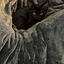 Sammy joined the competition — help win amazing prizes! black_cat, kitten, blanket, gray_blanket, cozy, indoor, pet, animal, feline, resting, cute, eyes, fur, soft_texture, comfort, warm, small, young, nestled, relaxed