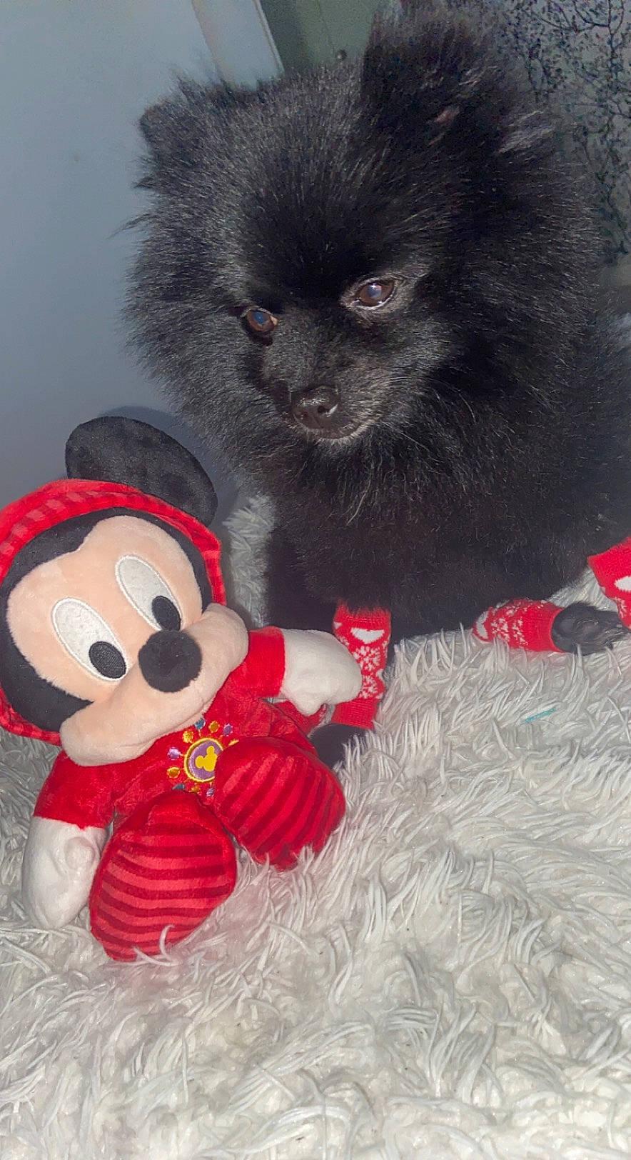 Booba a rejoint le concours — aidez-le/la à gagner de superbes lots ! baby_toys, carmine, carnivore, cat, claw, comfort, felidae, fur, paw, plush, red, small_to_medium_sized_cats, snout, stuffed_toy, tail, terrestrial_animal, toy, vertebrate, whiskers