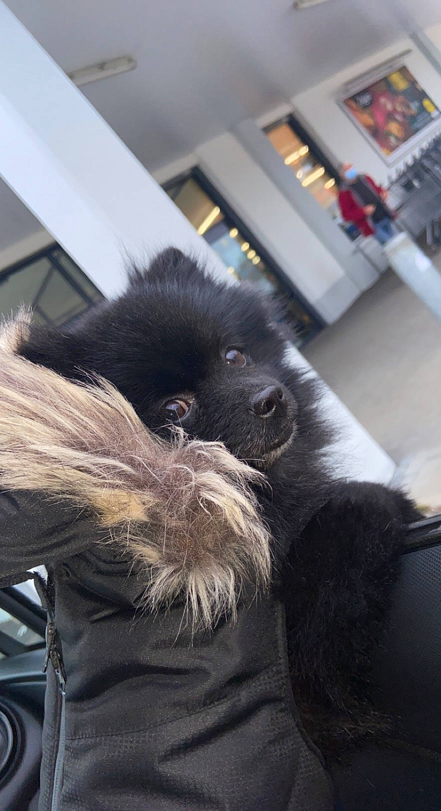 Booba participe au concours pour gagner de l'argent avec cette photo : canidae, carnivore, claw, comfort, companion_dog, dog_breed, flooring, foot, fur, liver, natural_material, non_sporting_group, paw, primate, small_to_medium_sized_cats, snout, sporting_group, tail, terrestrial_animal, whiskers