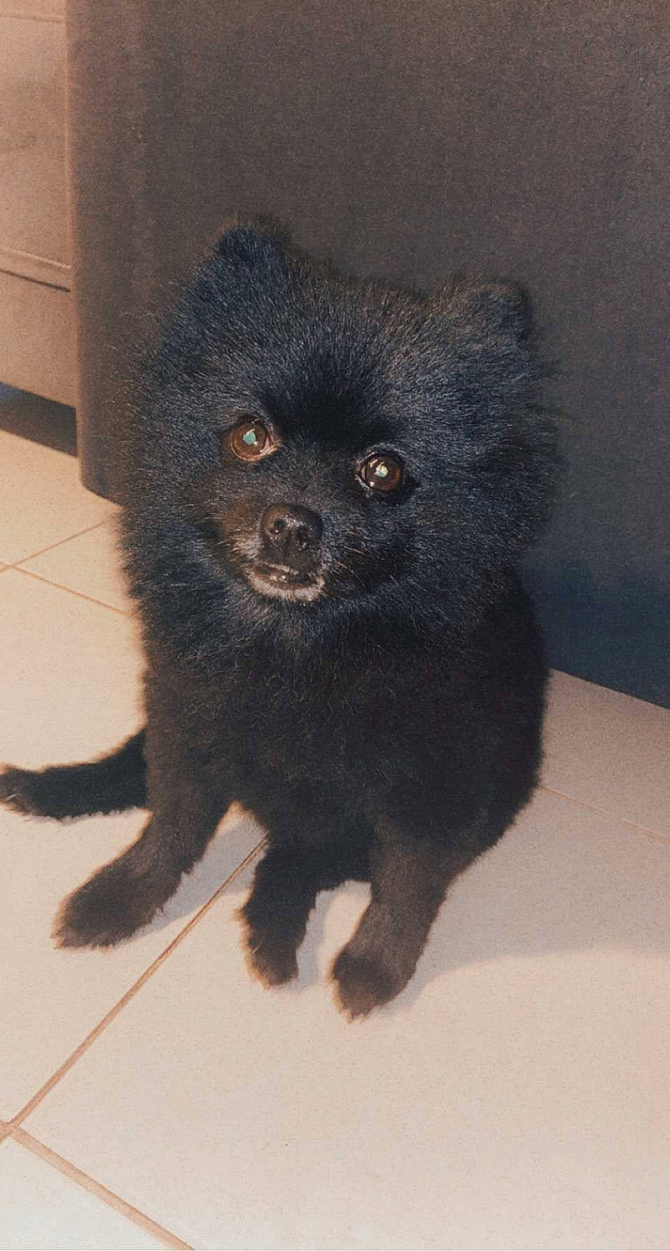 Booba a rejoint le concours — aidez-le/la à gagner de superbes lots ! canidae, carnivore, claw, companion_dog, dog, dog_breed, fur, liver, non_sporting_group, paw, puppy, snout, sporting_group, tail, terrestrial_animal, whiskers, working_animal