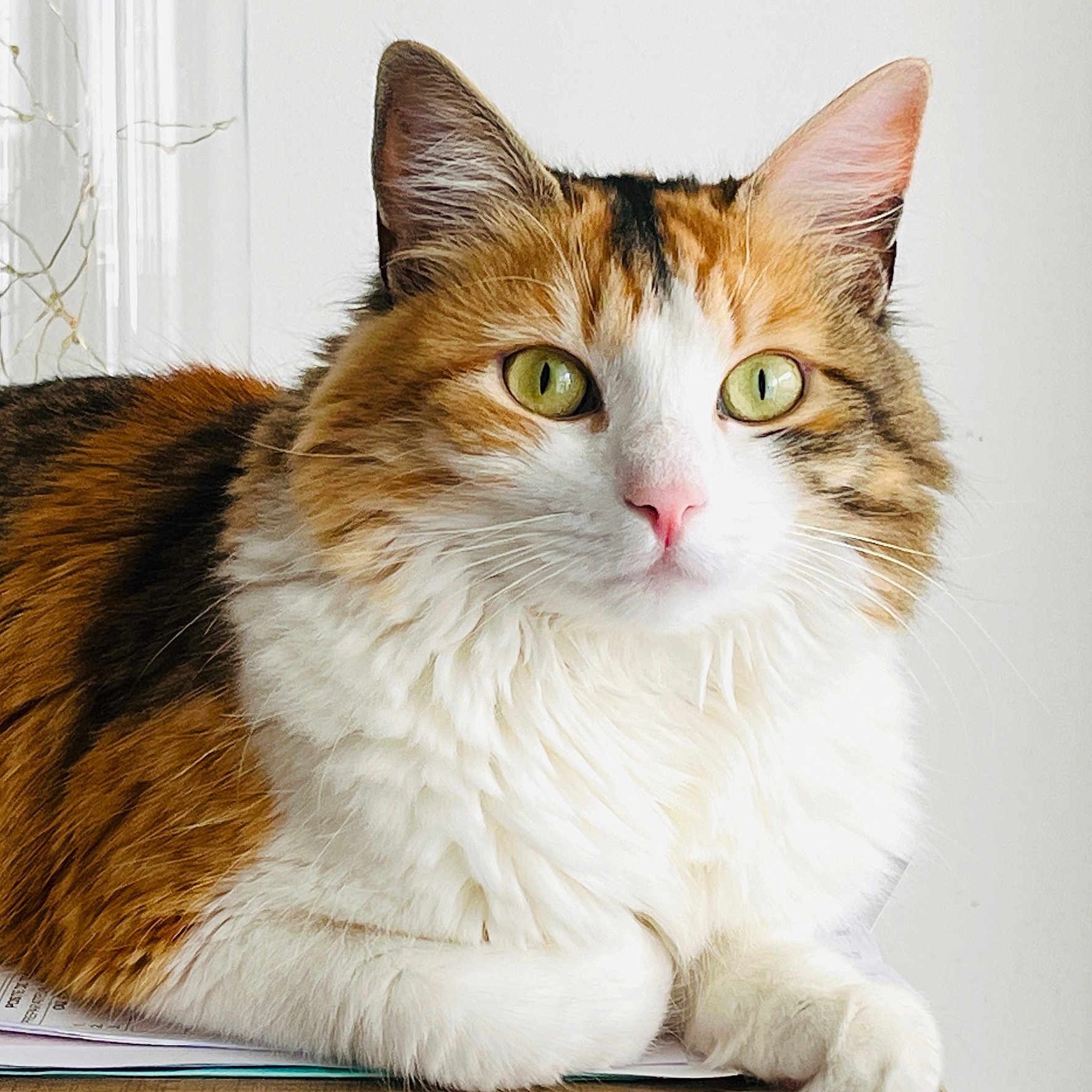 Câline participe au concours pour gagner de l'argent avec cette photo : abyssinian, angora, animal, cat, egyptiancat, hardwood, kitten, manx, pet, snout, wood