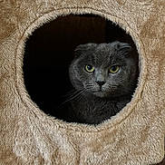 Nala a rejoint le concours — aidez-le/la à gagner de superbes lots ! cat, gray_cat, folded_ears, cat_house, furry_texture, cozy, pet, animal, indoor, cute, whiskers, yellow_eyes, circular_opening, soft, feline, portrait, looking, sitting, domestic_cat, furniture