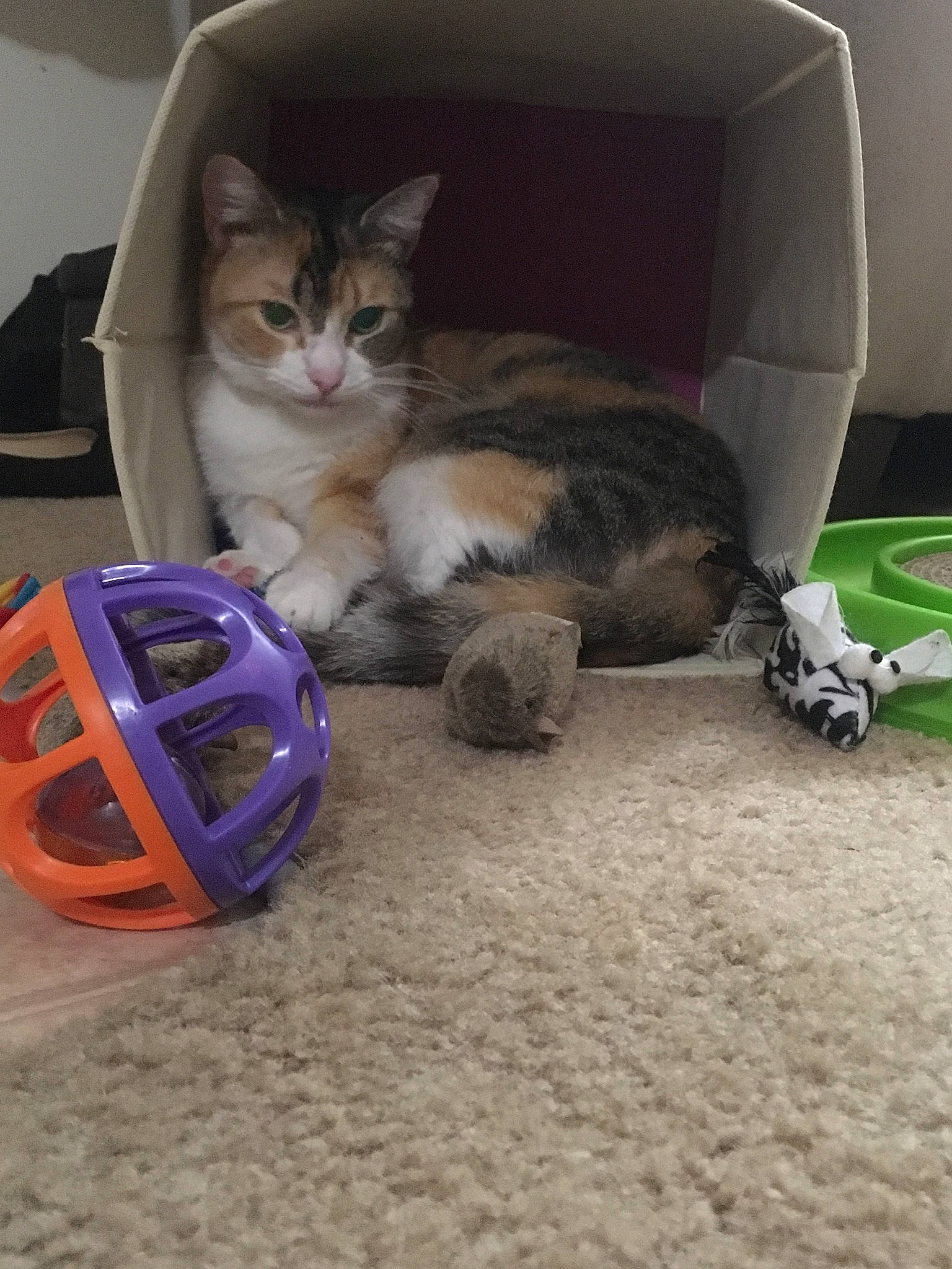 Tails joined the competition — help win amazing prizes! ball, carnivore, cat, cat_supply, domestic_short_haired_cat, european_shorthair, felidae, fur, kitten, maine_coon, norwegian_forest_cat, play, small_to_medium_sized_cats, tabby_cat, tail, whiskers